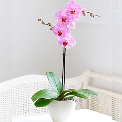 Orquídea Phalaenopsis Rosa | GRATITUD