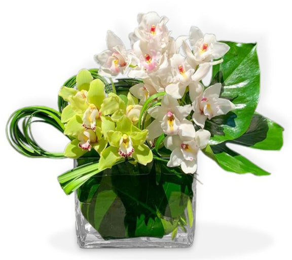 Sofisticadas Orquídeas Cymbidium | FLORENCIA